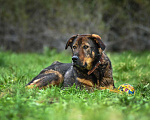 Собаки в Троицке: Ласковый здоровяк, собака-компаньон Мальчик, Бесплатно - фото 4
