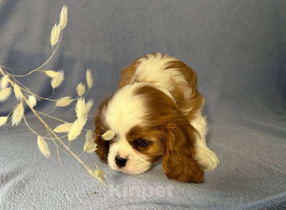 Собаки в других городах Московской области: Ищем хороших родителей. Мальчик, Бесплатно - фото 7