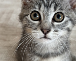 Кошки в Сочи: Отдам в добрые руки котят Девочка, Бесплатно - фото 1