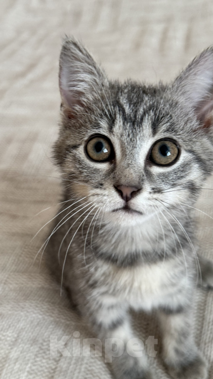 Кошки в Сочи: Отдам в добрые руки котят Девочка, Бесплатно - фото 1