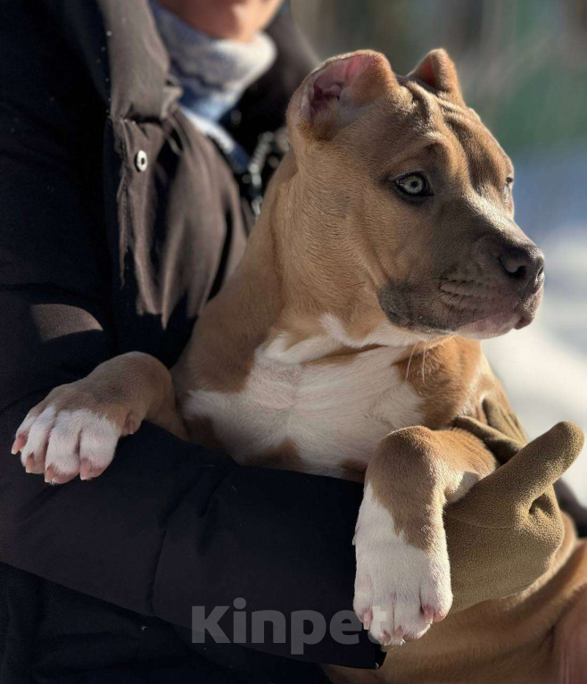 Собаки в других городах Московской области: Американский булли девочка Девочка, 150 000 руб. - фото 2