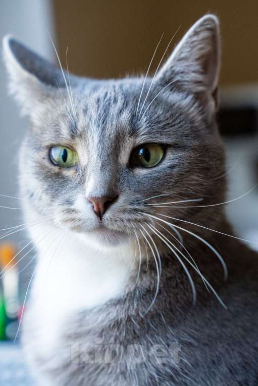 Кошки в Нижнем Новгороде: кошечка из домашнего приюта Девочка, Бесплатно - фото 3