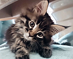 Кошки в Шатуре: Мей-кун котенок Девочка, 10 000 руб. - фото 1