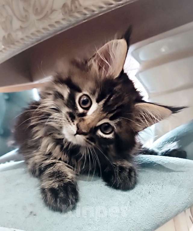 Кошки в Шатуре: Мей-кун котенок Девочка, 10 000 руб. - фото 1