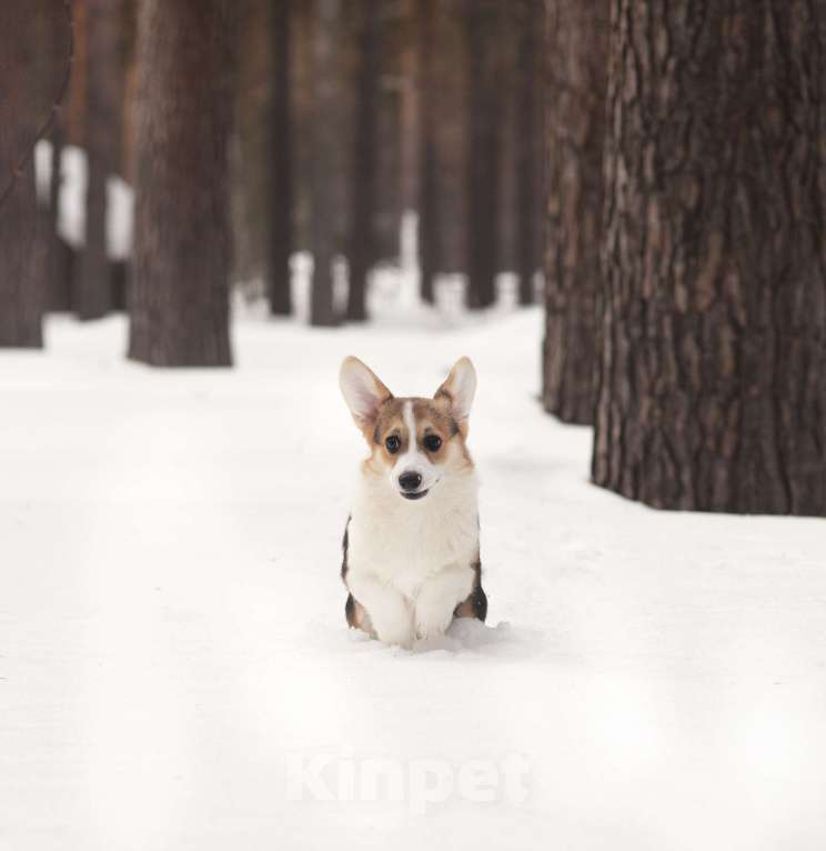 Собаки в Новосибирске: Продажа корги пемброк Мальчик, 70 руб. - фото 9