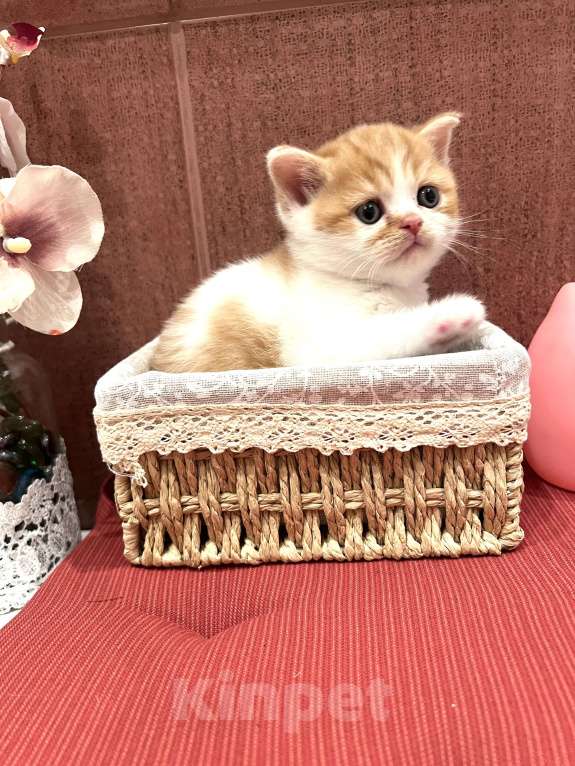 Кошки в других городах Московской области: Мальчик скоттиш страйт Мальчик, 30 000 руб. - фото 2