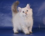 Кошки в Магадане: Элитные котята, 45 000 руб. - фото 3