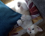 Кошки в Саратове: Котенок в добрые руки Мальчик, Бесплатно - фото 1