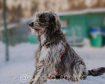 Собаки в Москве: ОЗорная принцесса Лея в поисках дома Девочка, Бесплатно - фото 3