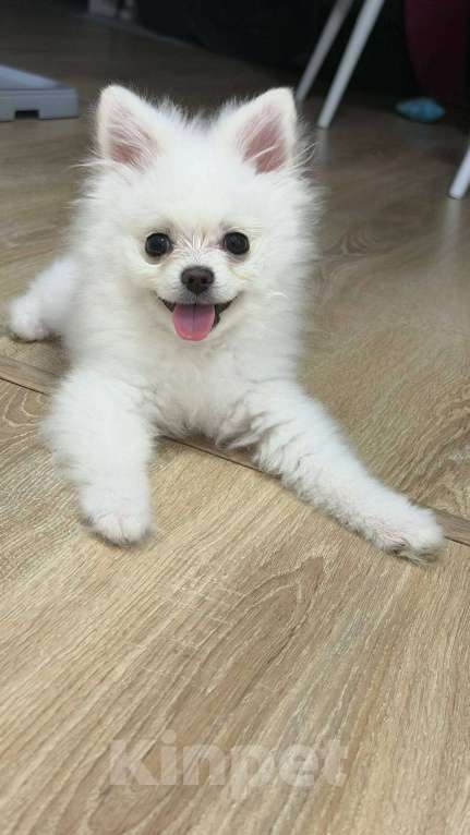 Собаки в других городах Московской области: Продам шпица мини Мальчик, 22 000 руб. - фото 3