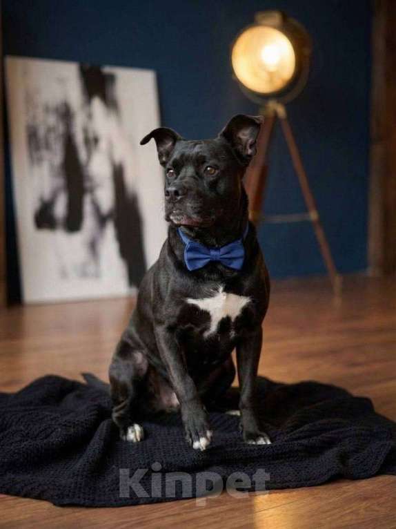 Собаки в Москве: Джек ждет новых хозяев Мальчик, Бесплатно - фото 2