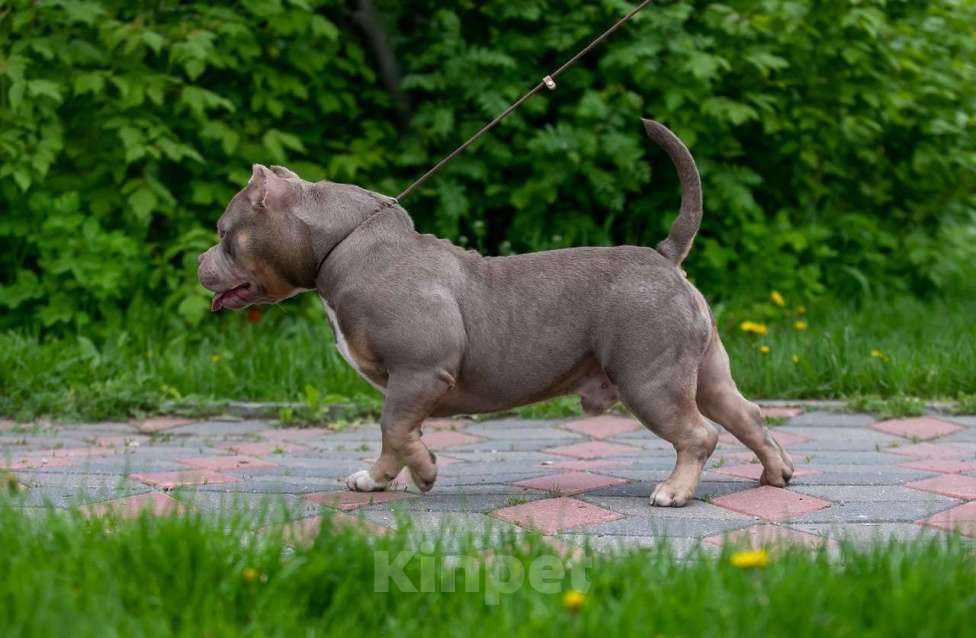 Собаки в Нижнем Новгороде: Вязка американского булли покет Мальчик, 100 000 руб. - фото 3