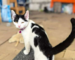 Кошки в Москве: Котёнок Смурфик ищет семью! Мальчик, Бесплатно - фото 7