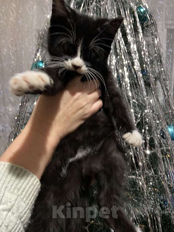 Кошки в других городах Краснодарского края: Малыш Мальчик, Бесплатно - фото 1