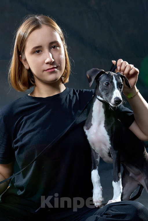 Собаки в Москве: Красивый парень уиппет черного цвета Мальчик, 55 000 руб. - фото 5