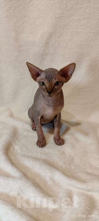 Кошки в Москве: Топовая девочка канадского сфинкса Девочка, 45 000 руб. - фото 4