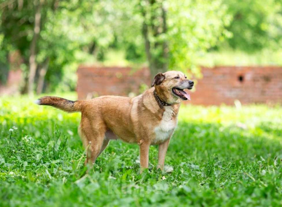 Собаки в других городах Московской области: Буся - путешественница Девочка, 1 руб. - фото 10