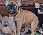 Собаки в Ярославле: Щенки французского бульдога Мальчик, Бесплатно - фото 1