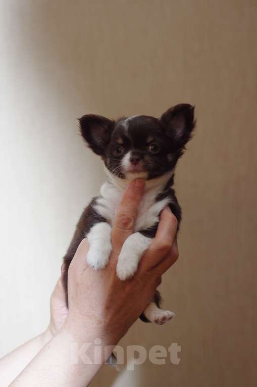 Собаки в Москве: Чихуахуа Мини Девочка, 45 000 руб. - фото 4