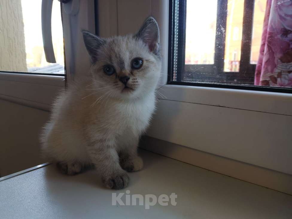 Кошки в Москве: Котята Шотландские Чистокровные  Девочка, 10 000 руб. - фото 2