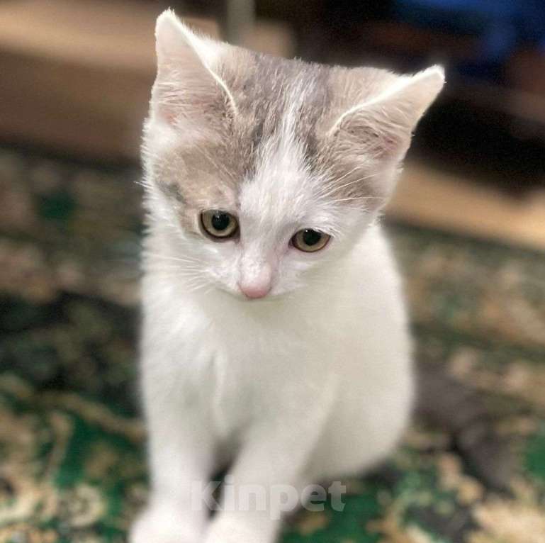Кошки в Москве: Маленький котенок в добрые руки!  Мальчик, Бесплатно - фото 4