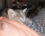 Кошки в Батайске: Леся Девочка, Бесплатно - фото 1