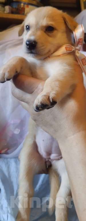 Собаки в Воронеже: Представляютса вам. Отличные щенки ! Аляскинский маламут . мальчики и девочки . по цене 5000. Р. Мальчик, 5 000 руб. - фото 8