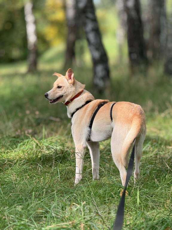 Собаки в Москве: Щенок Мими нежная крошка Девочка, Бесплатно - фото 2