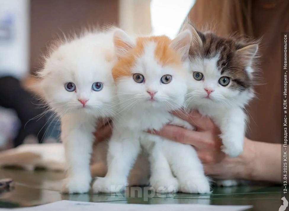 Кошки в Кисловодске: Шотландские котята Мальчик, 30 000 руб. - фото 6