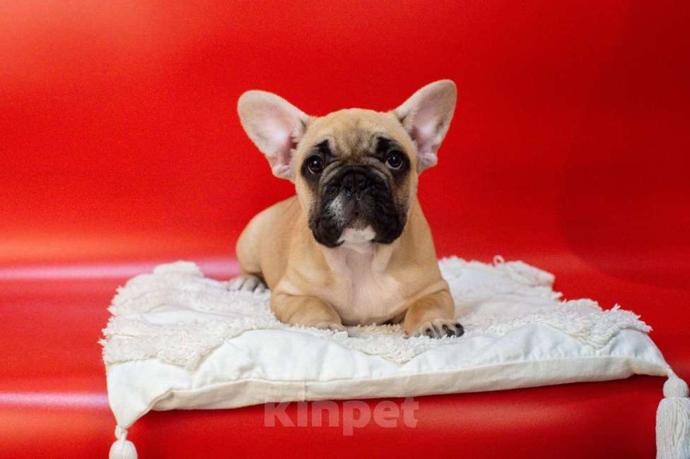 Собаки в Москве: Павая девочка Девочка, 40 000 руб. - фото 3