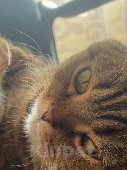 Кошки в Балашихе: Шикарная киса Ума Девочка, Бесплатно - фото 2