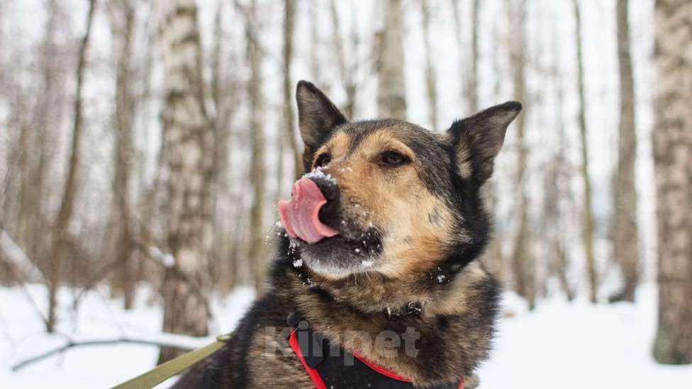 Собаки в Москве: Дорис Девочка, Бесплатно - фото 2