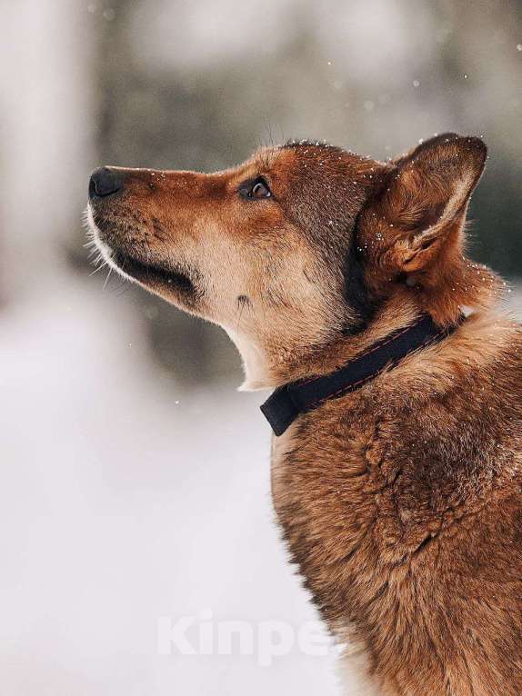 Собаки в Лосином-Петровском: Алиса якутенок Девочка, Бесплатно - фото 6