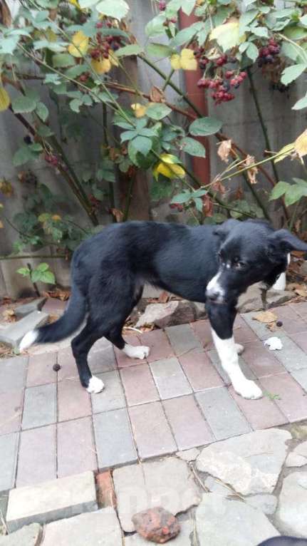 Собаки в Ростове-на-Дону: Собака девочка ищет свой дом Девочка, Бесплатно - фото 3