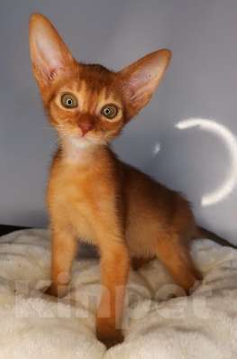 Кошки в Москве: Солнечный соррельчик котик абиссинский, американских линий Мальчик, 50 000 руб. - фото 5