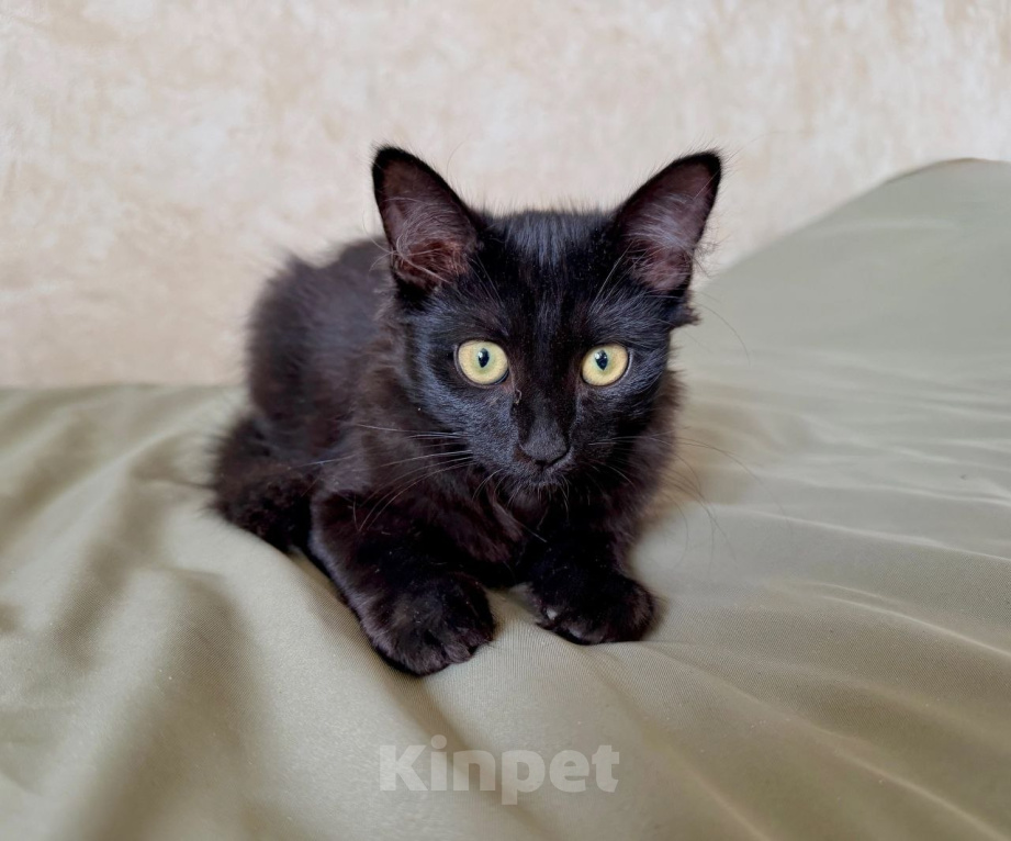 Кошки в Москве: Котенок Бегемот ищет дом Мальчик, Бесплатно - фото 3