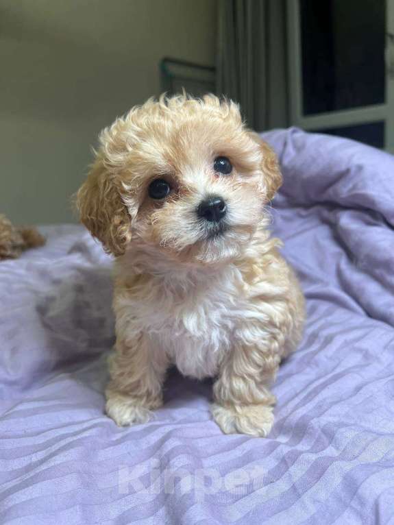 Собаки в Магнитогорске: Девочка мальтипу мини карамельная принцесса 3 мес Девочка, 90 000 руб. - фото 6