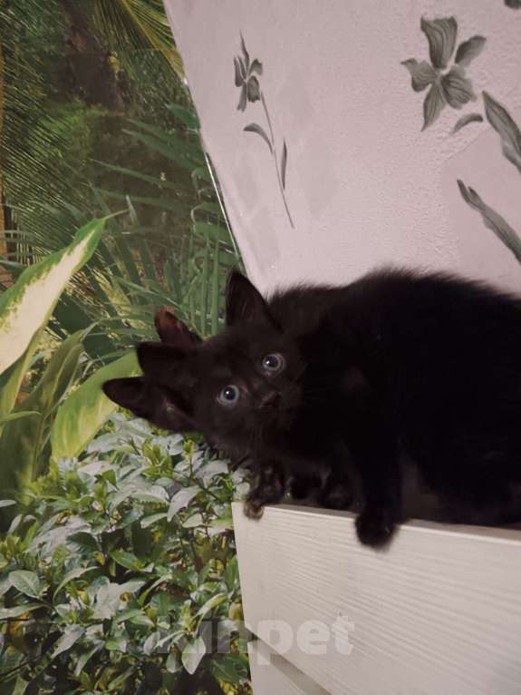 Кошки в других городах Свердловской области: Игривая и любознательная малышка Девочка, Бесплатно - фото 2