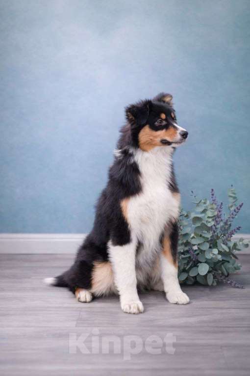 Собаки в Туле: Щенки австралийской овчарки Девочка, 40 000 руб. - фото 6