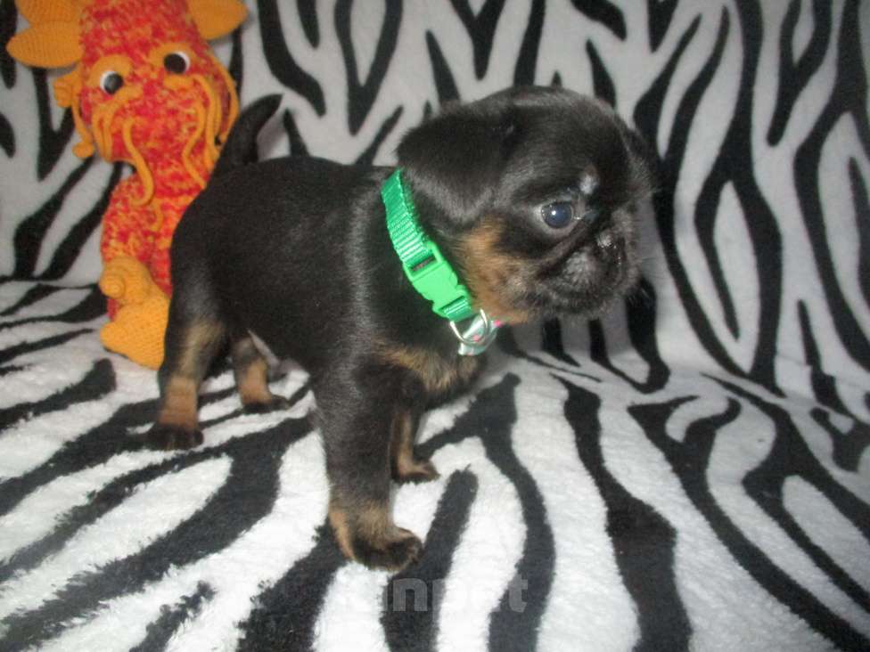 Собаки в Пскове: Щенки бельгийского гриффона и пти брабансона Мальчик, 50 000 руб. - фото 2