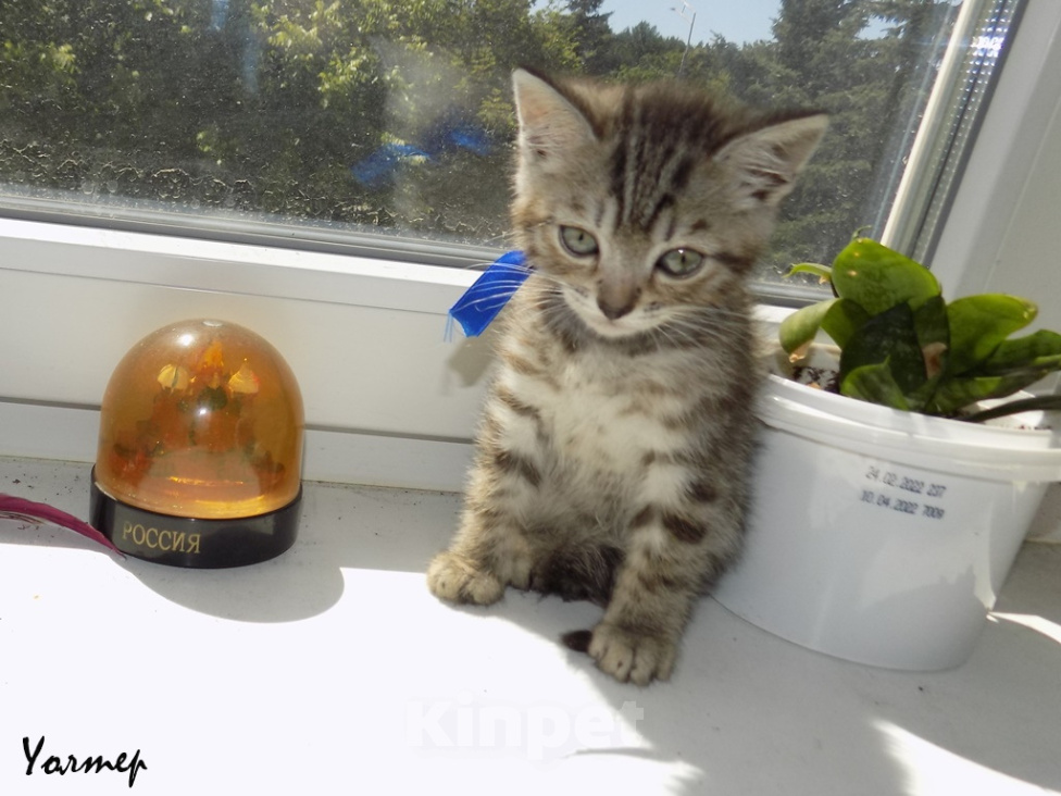 Кошки в Москве: Шотландский прямоухий короткошёрстный котёнок Девочка, 8 000 руб. - фото 8