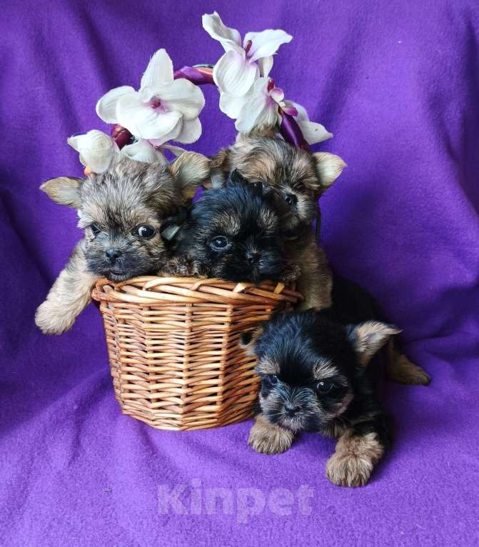Собаки в Москве: Щенки Shorkie Мальчик, 20 000 руб. - фото 2