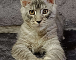 Кошки в Москве: Котёнок Мейн-кун Мальчик, 50 000 руб. - фото 7