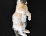 Кошки в Москве: 🐱Ищем семью для котёнка, возраст около 3 месяцев! Девочка, 100 руб. - фото 4