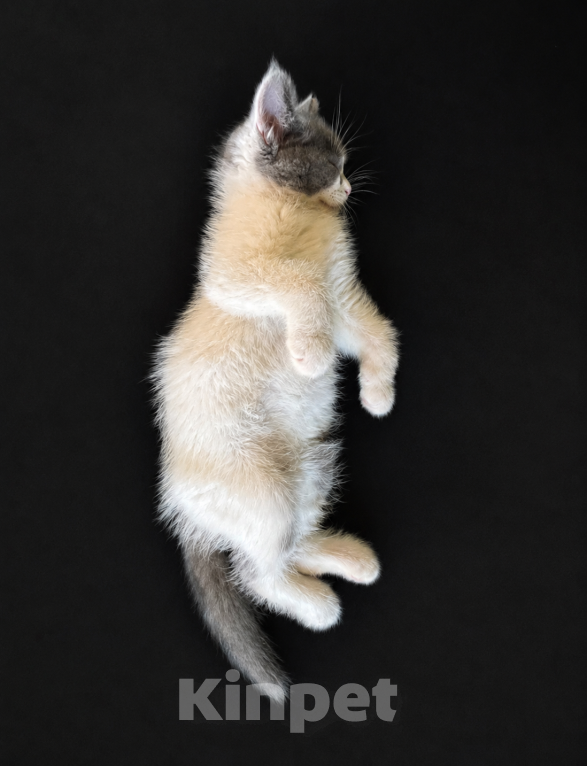 Кошки в Москве: 🐱Ищем семью для котёнка, возраст около 3 месяцев! Девочка, 100 руб. - фото 4