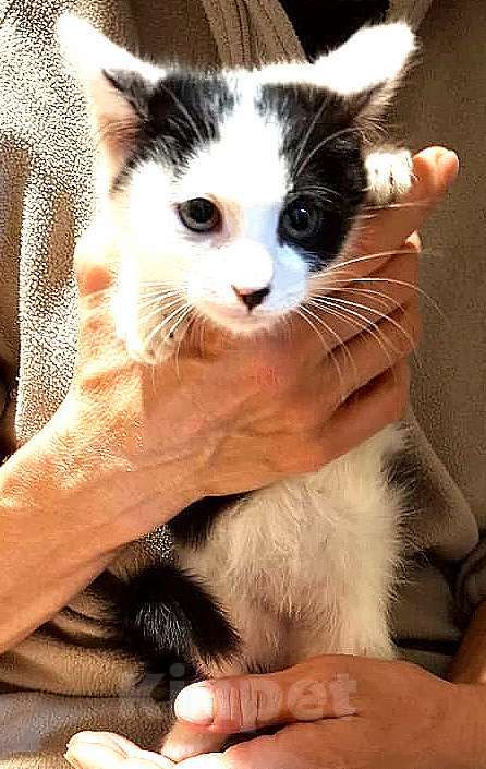 Кошки в других городах Московской области: Котенок  добрым и ответственным хозяевам Девочка, Бесплатно - фото 1