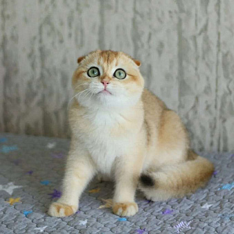 Объявление: Котёнок вислоухая, 14 000 руб., Волгодонск
