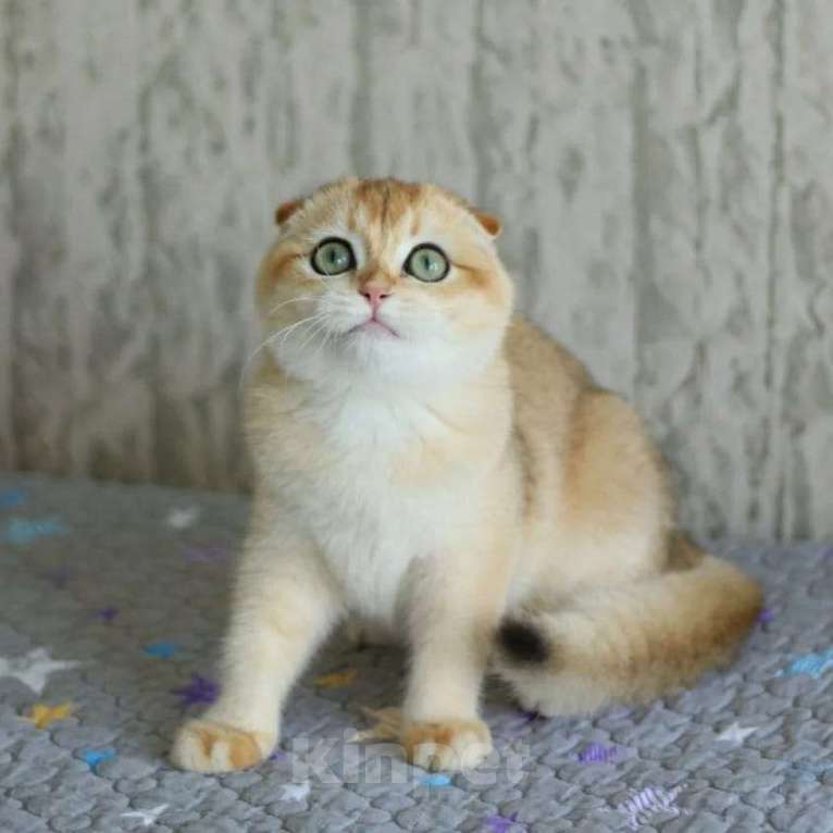 Кошки в Волгодонске: Котёнок вислоухая Девочка, 14 000 руб. - фото 1