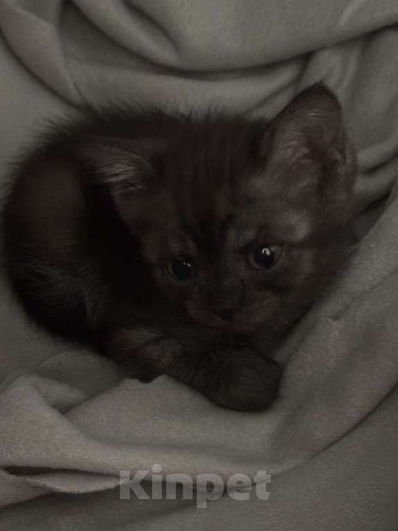 Кошки в Красноярске: Котёнок в добрые руки  Девочка, Бесплатно - фото 1