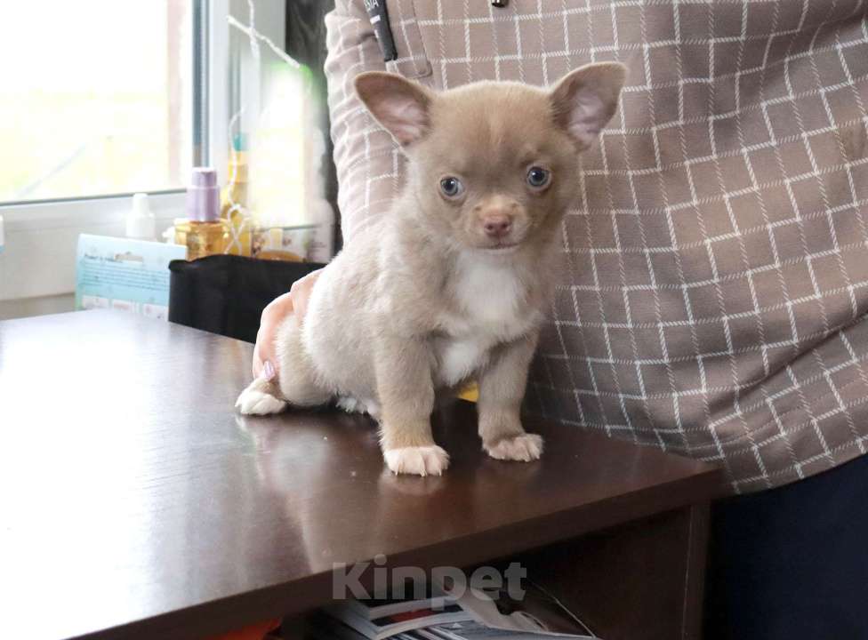 Собаки в Москве: Лиловый пухлик чихуа Мальчик, 29 000 руб. - фото 1